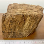 agarwood 1008
